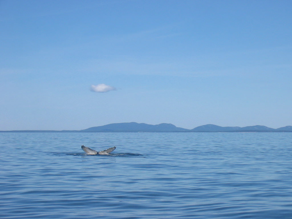 Whale visible from the deck of the Schooner Lewis R. French